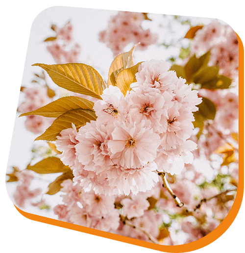 blomster.png